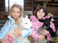 Lambing season, every Easter at Blaze Farm