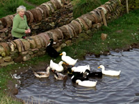 Open Farm Sunday